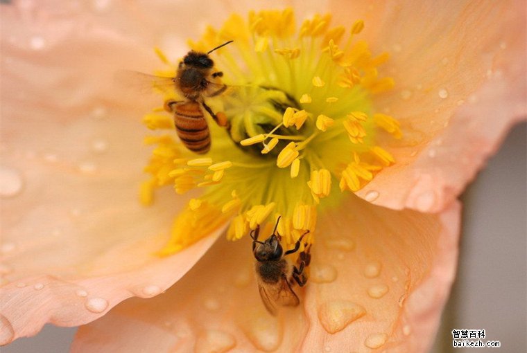 花粉到底有哪些作用