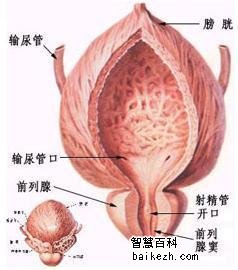 关于前列腺的解剖内容