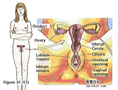 人体科学知识——女性生殖器官