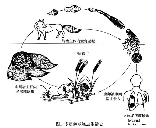 【肺棘球蚴病的病因】   肺棘球蚴病又名肺包虫病,是因细粒棘球绦虫