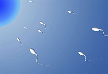 精子在女性生殖道中的运行
