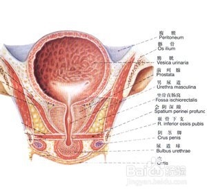 前列腺囊肿的主要原因