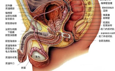 前列腺的日常保养和注意事项