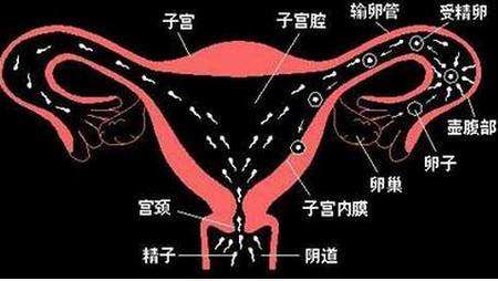 女性做子宫输卵管造影术的临床意义及方法