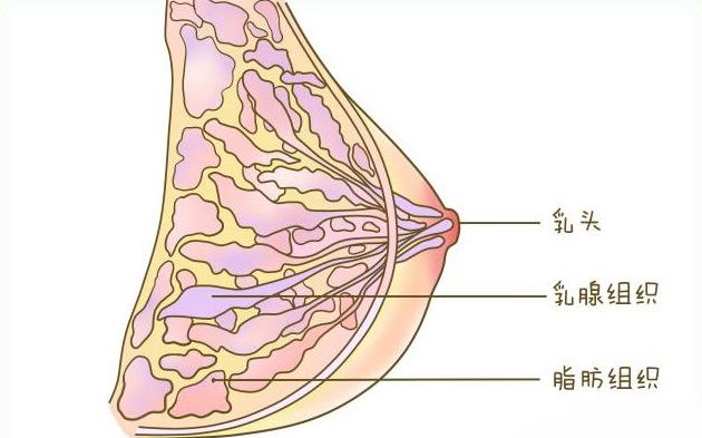 产后乳房肿块的原因有哪些 多吃哪些食物有帮助