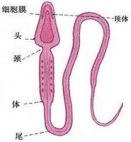 精子活力检测的方法和检查前的注意事项