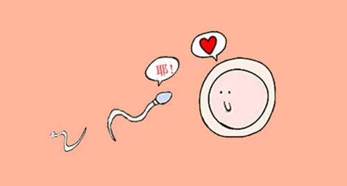 关于对精子的误区及精子的3大“杀手”的介绍