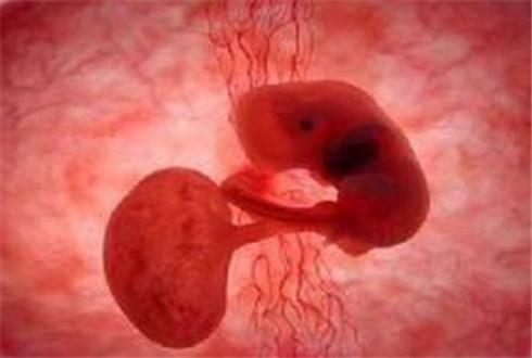 是什么原因导致的胎停育?