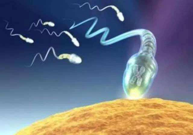精子DNA碎片也许与不育和流产有关