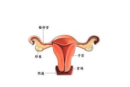 输卵管不孕的那些事你真的知道吗