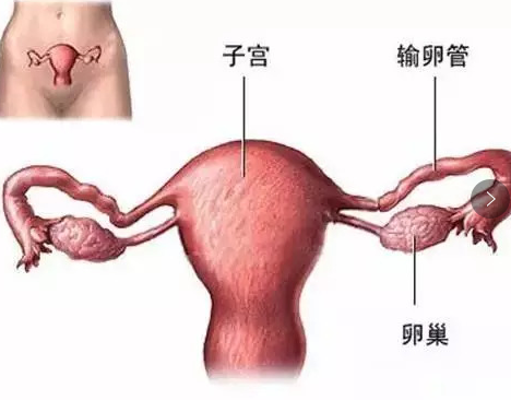 解析输卵管与不孕不育的关系
