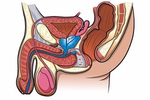 男性前列腺位置在哪里？前列腺的功能有哪些？